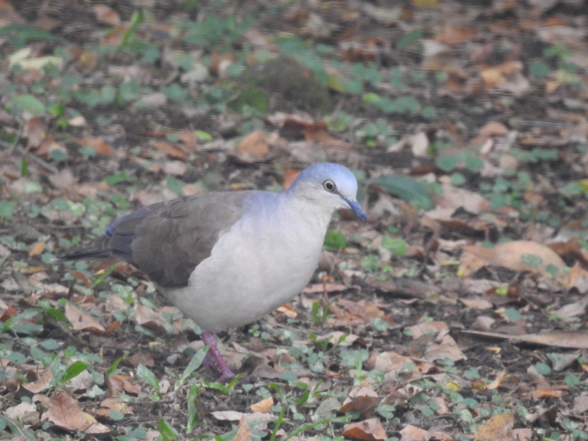 Gray-headed Dove - ML256205531