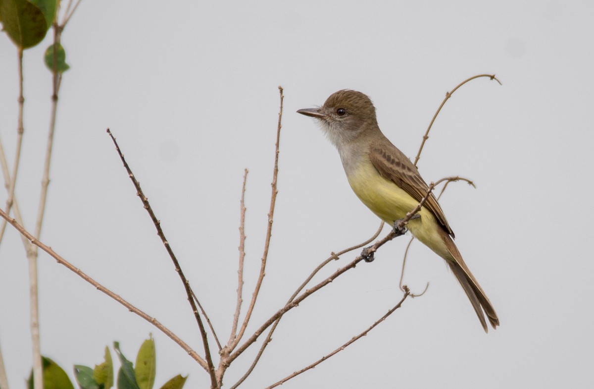 Short-crested Flycatcher - ML256206221