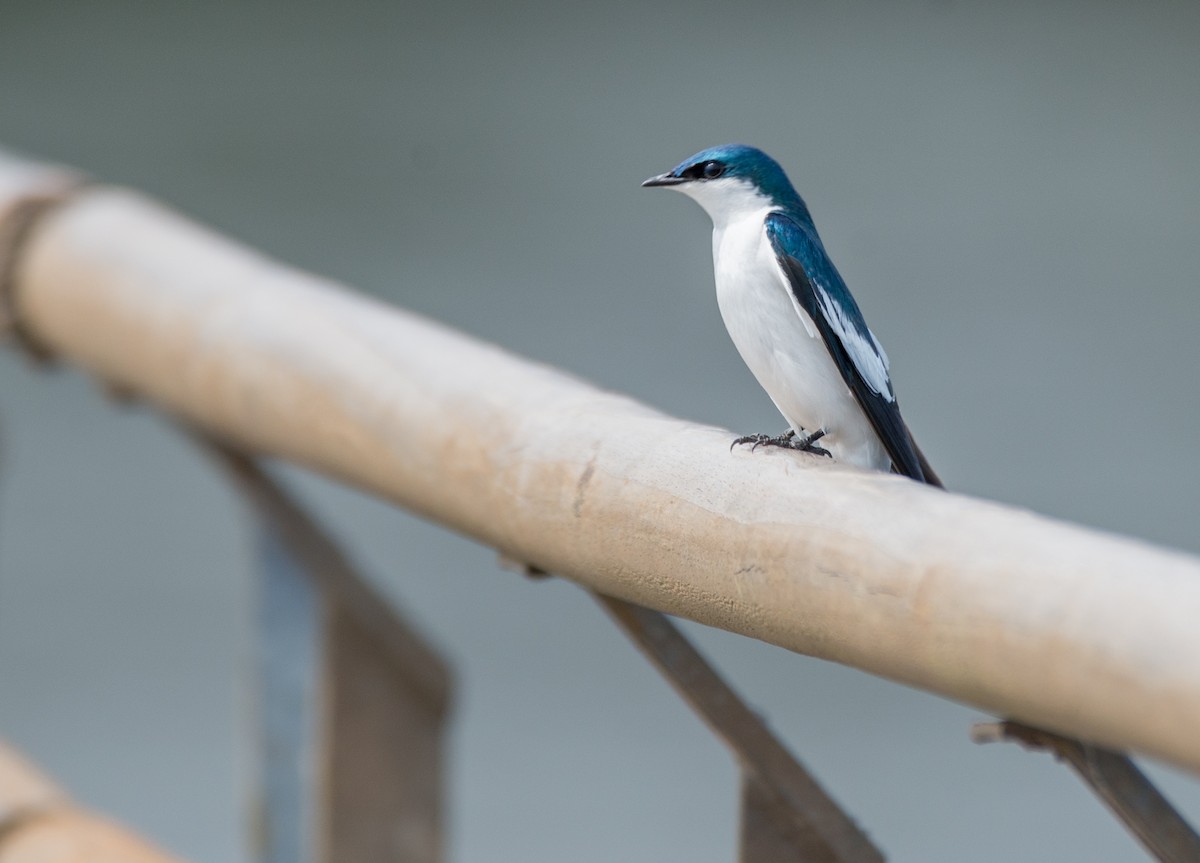 White-winged Swallow - ML256206271