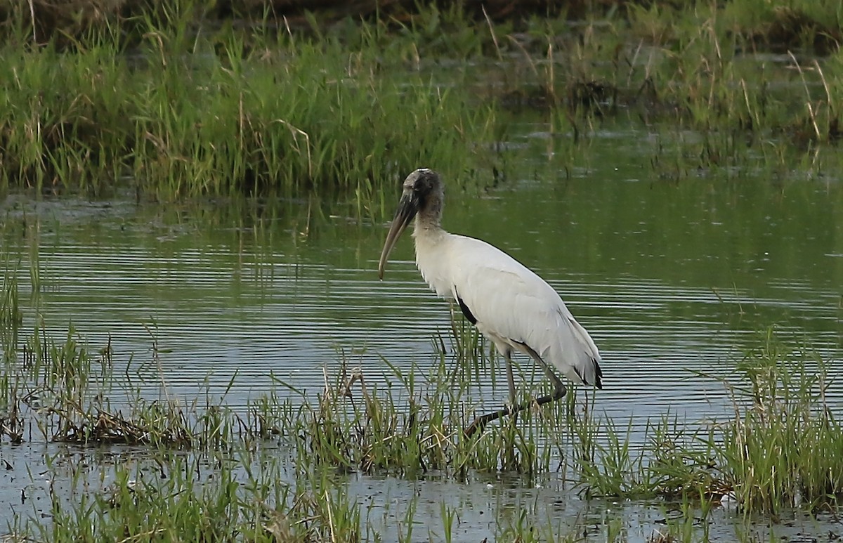 Wood Stork - Phillip Odum