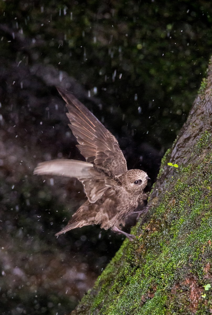 Great Dusky Swift - ML256206661