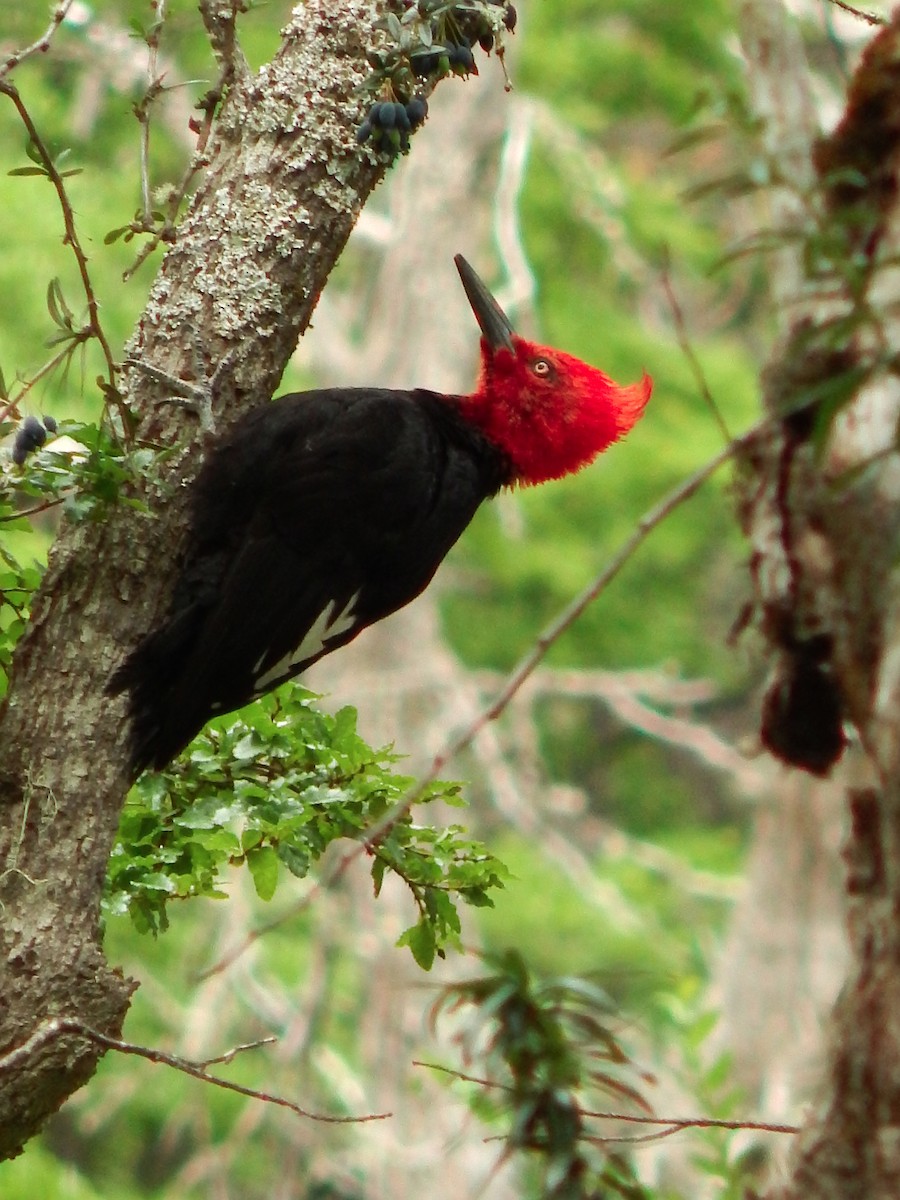 Magellanic Woodpecker - Matías Rodríguez