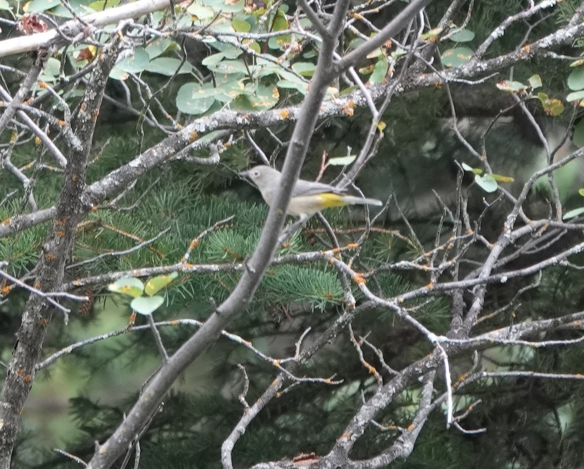 Virginia's Warbler - ML256207661