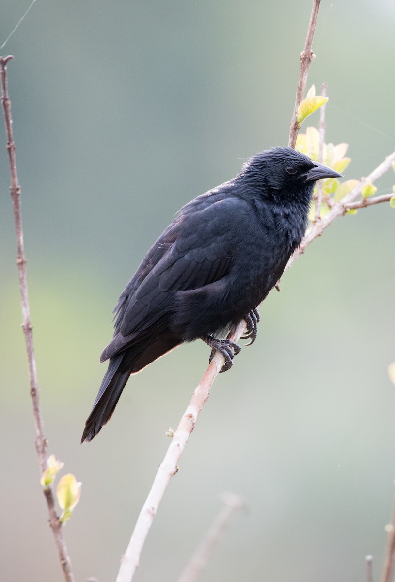 Chopi Blackbird - ML256207821