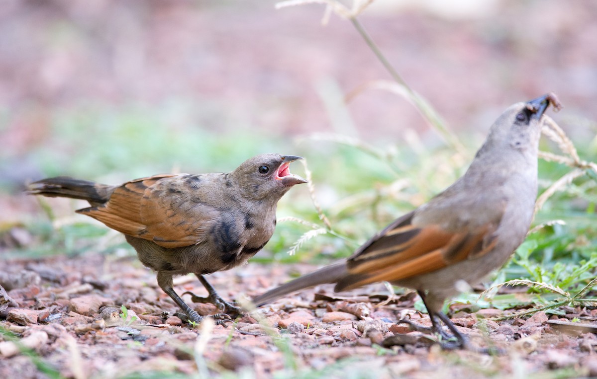 クリバネコウウチョウ - ML256208391