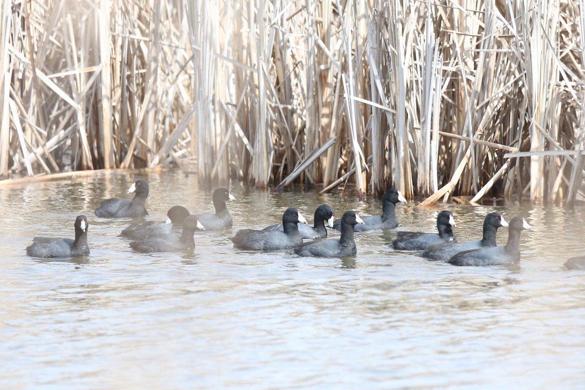 American Coot (Red-shielded) - ML25621051