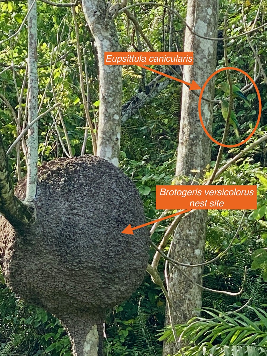 Orange-fronted Parakeet - ML256211361