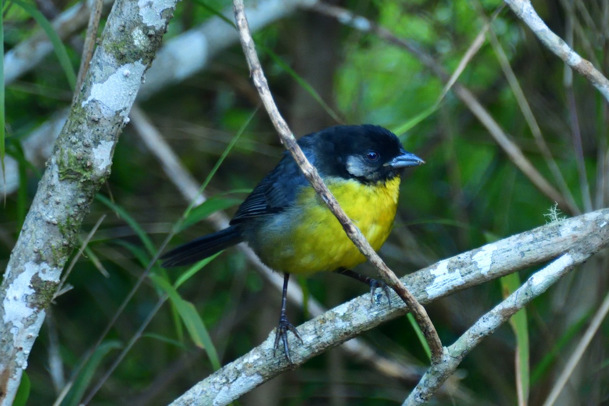 Santa Marta Brushfinch - Deanna Mueller-Crispin