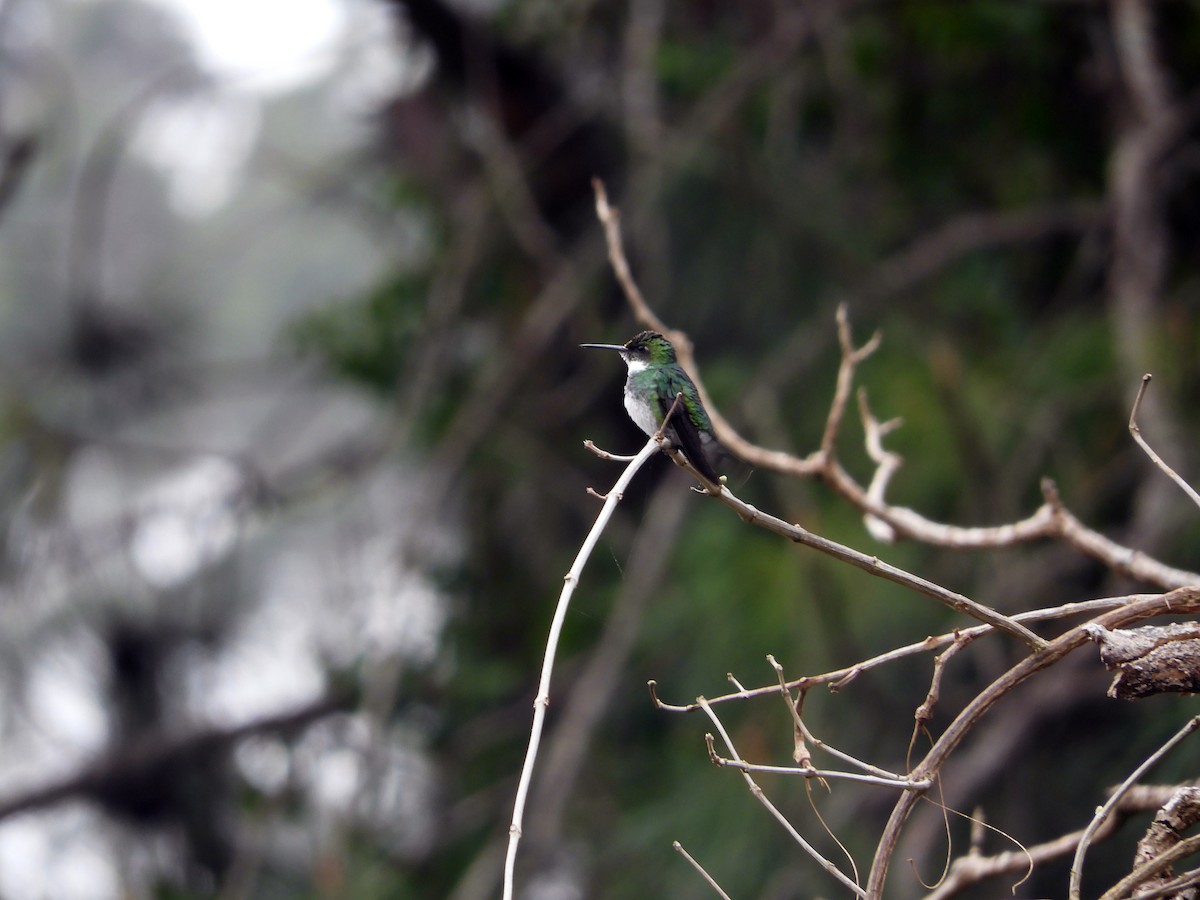 White-throated Hummingbird - Jose Carlos Perrenoud Filho