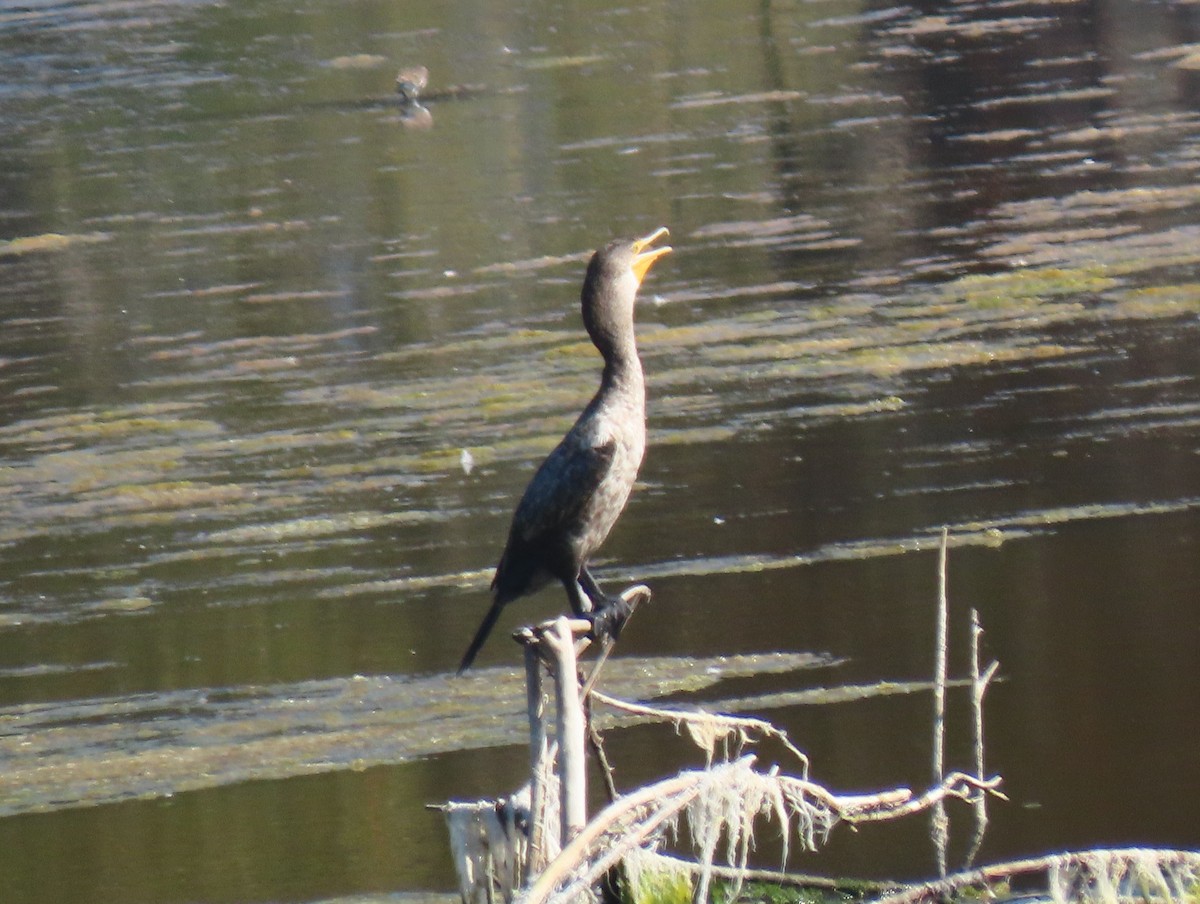 Double-crested Cormorant - ML256214241