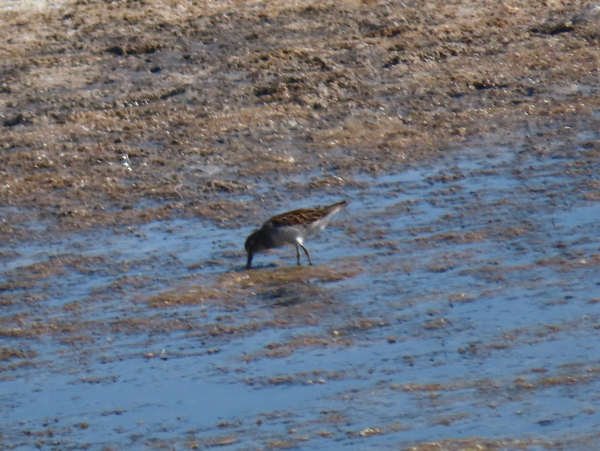 Least Sandpiper - ML256214541