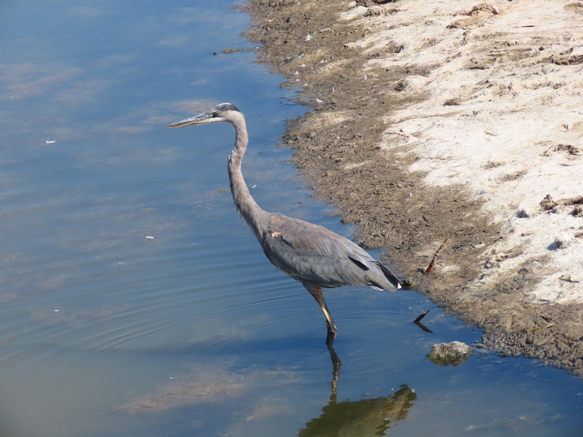 Great Blue Heron (Great Blue) - ML256215391