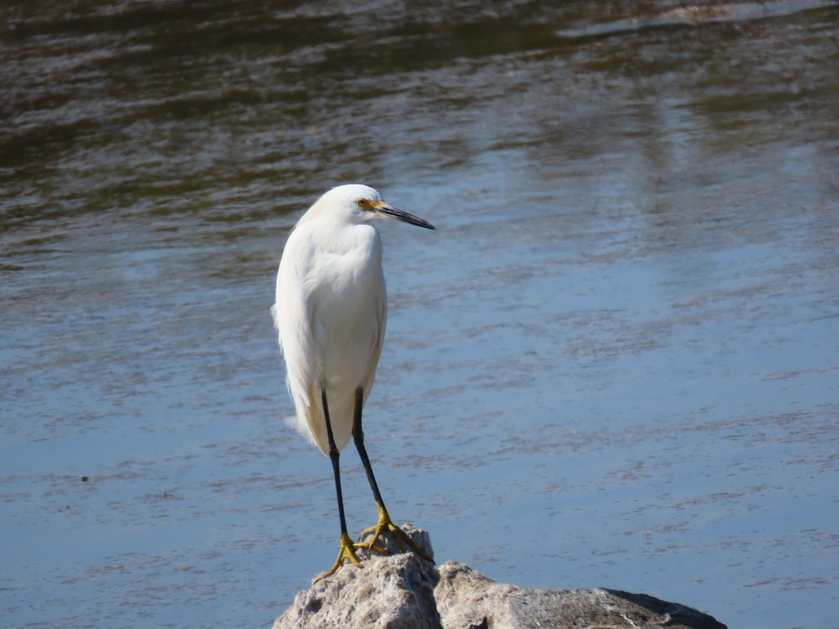 Snowy Egret - ML256215611