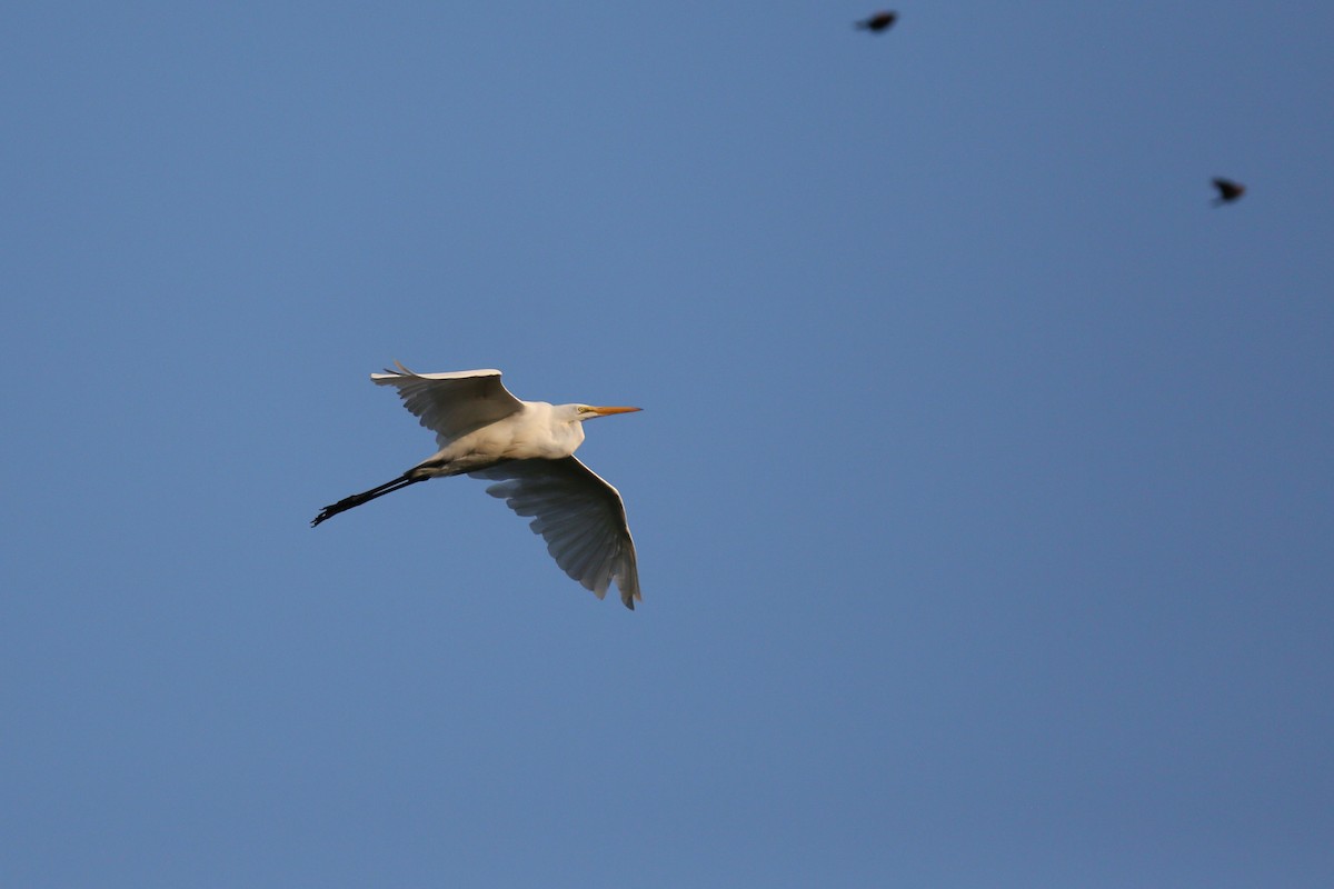 Great Egret - ML256215671