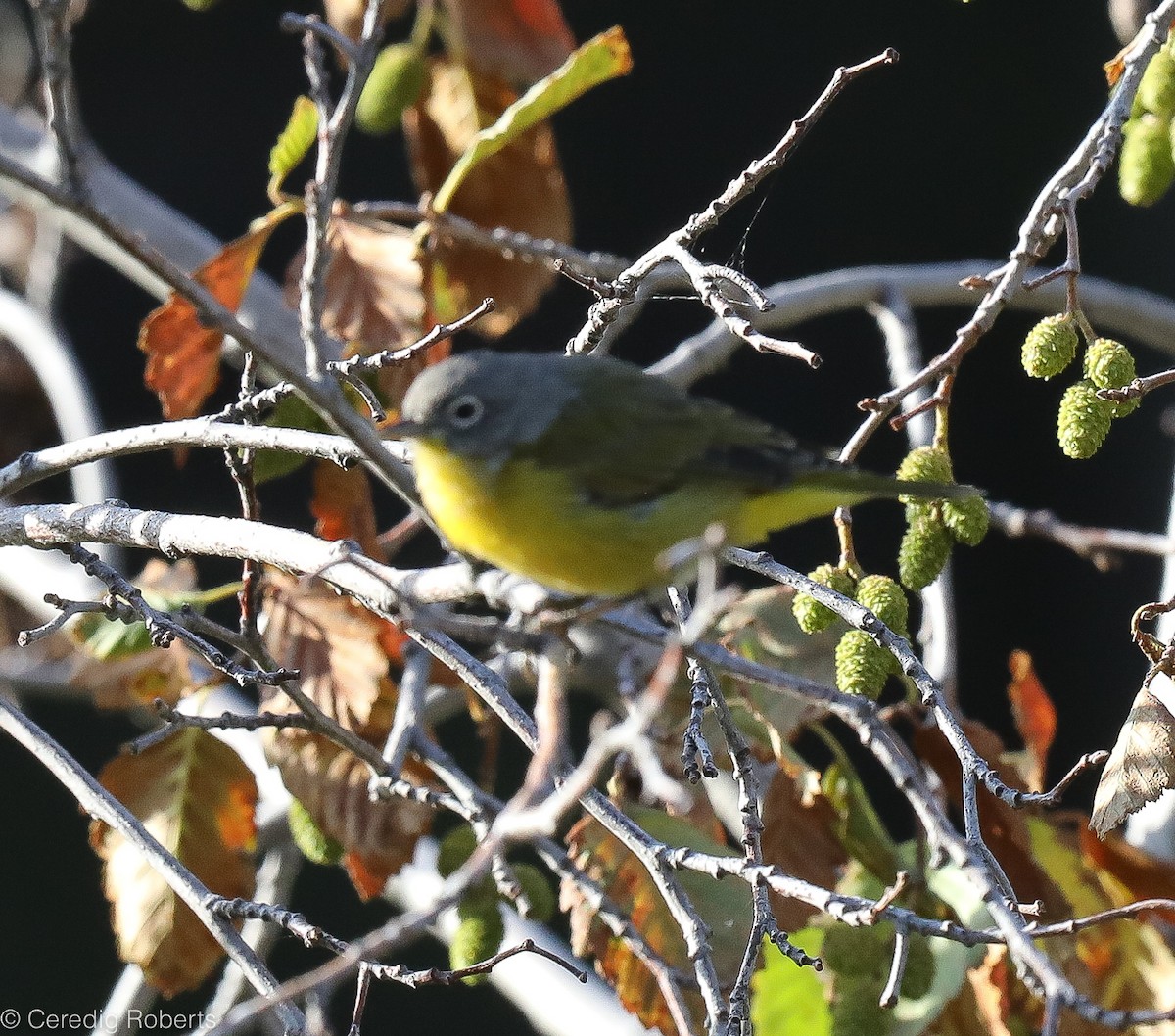 Nashville Warbler - ML256215941