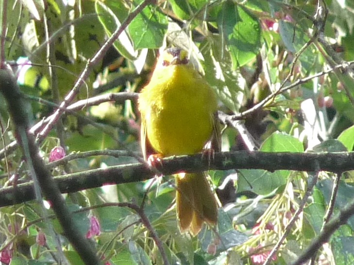 Black-crested Warbler - ML256216931