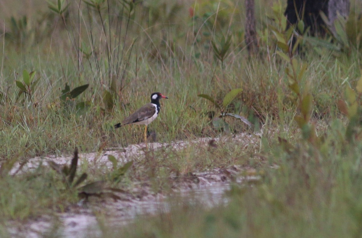 Red-wattled Lapwing - ML256217431