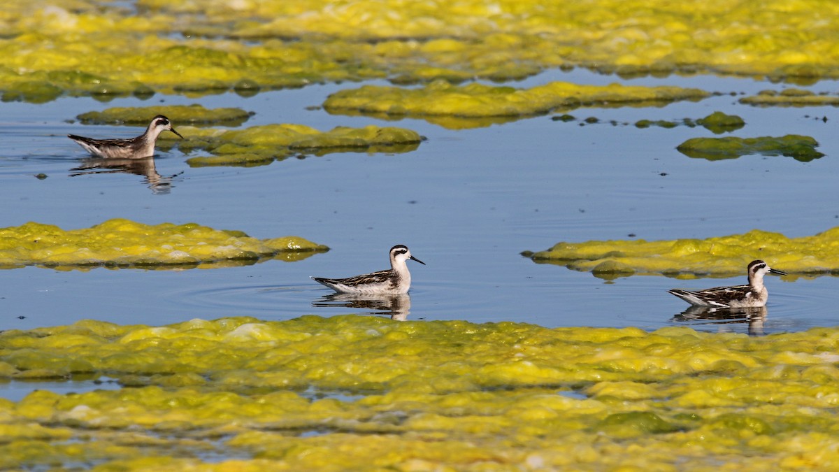 Phalarope à bec étroit - ML256217581