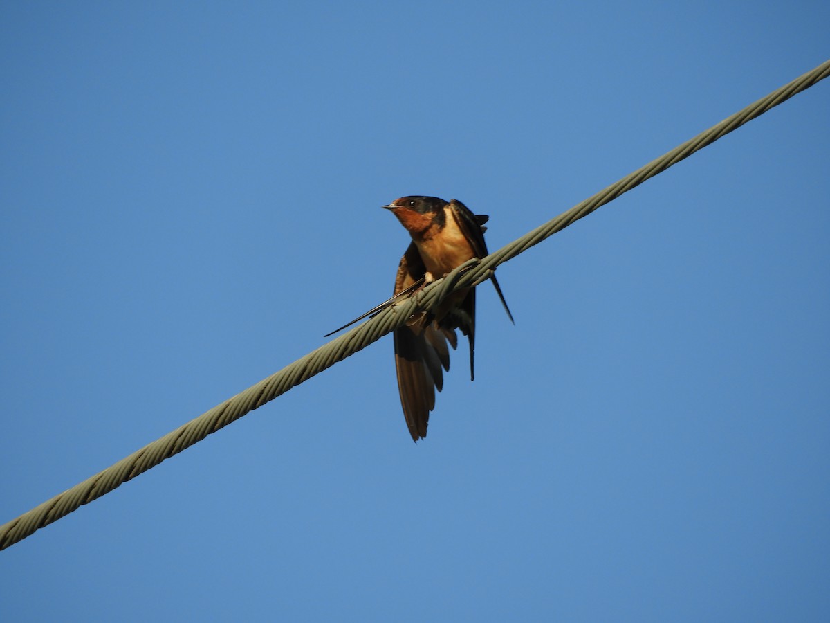 Асрын хараацай - ML256218721