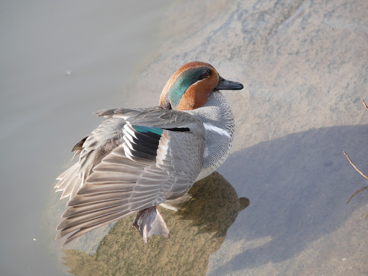 Green-winged Teal - ML256219101