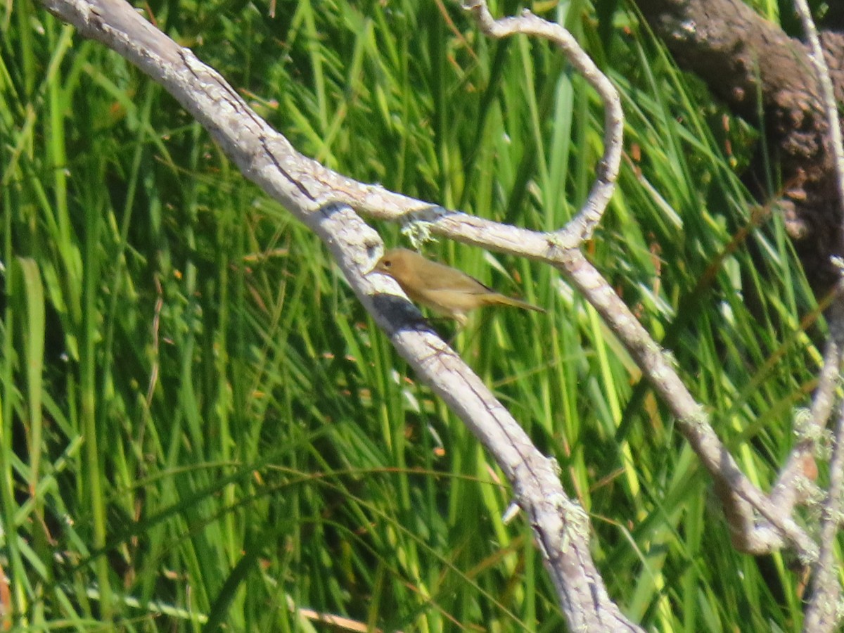 Common Yellowthroat - ML256219571