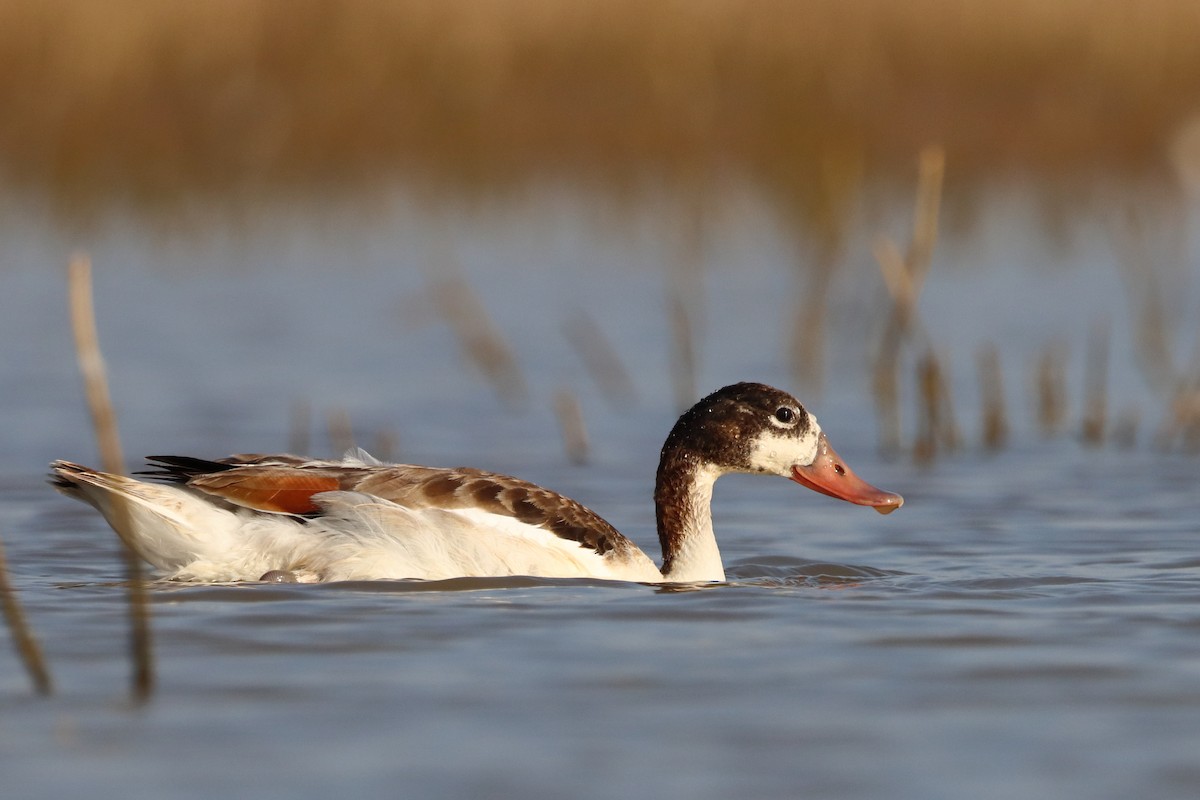 Common Shelduck - Jesús Lavedán Rodríguez