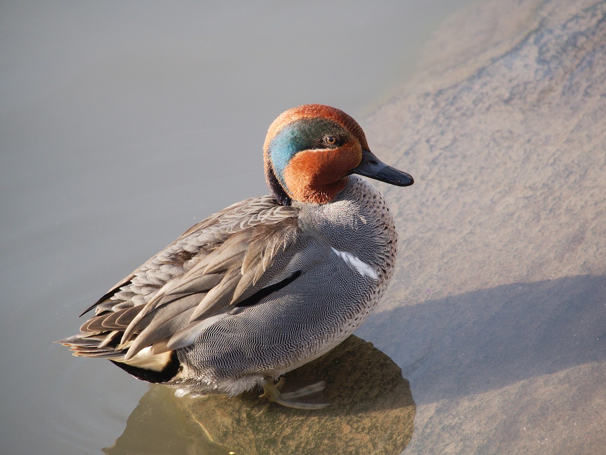 Green-winged Teal - ML256219921