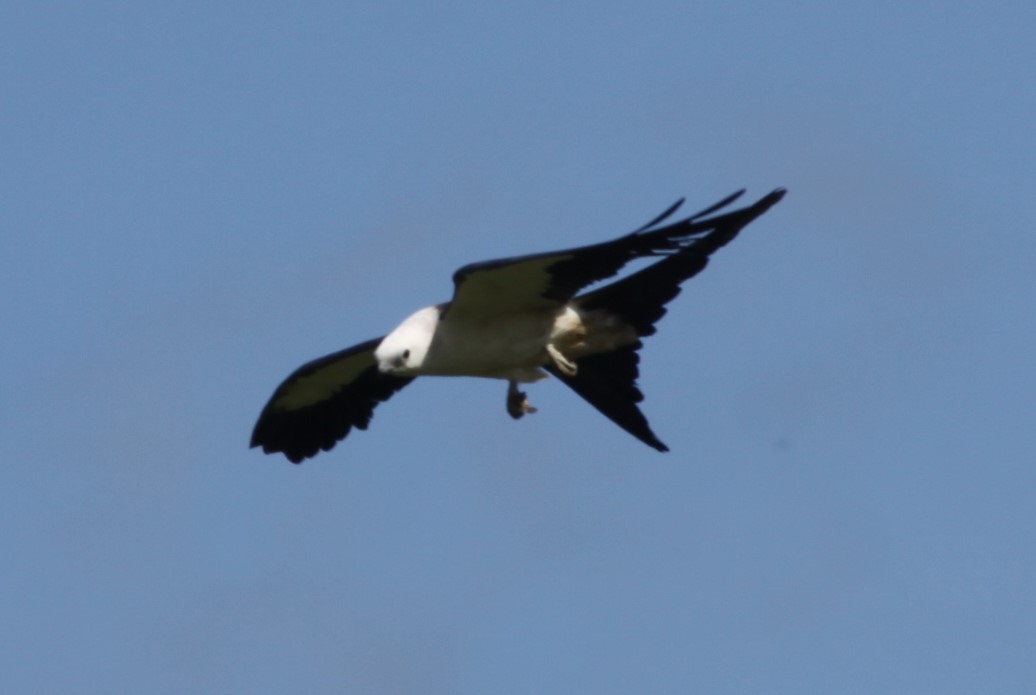 Swallow-tailed Kite - ML256220391