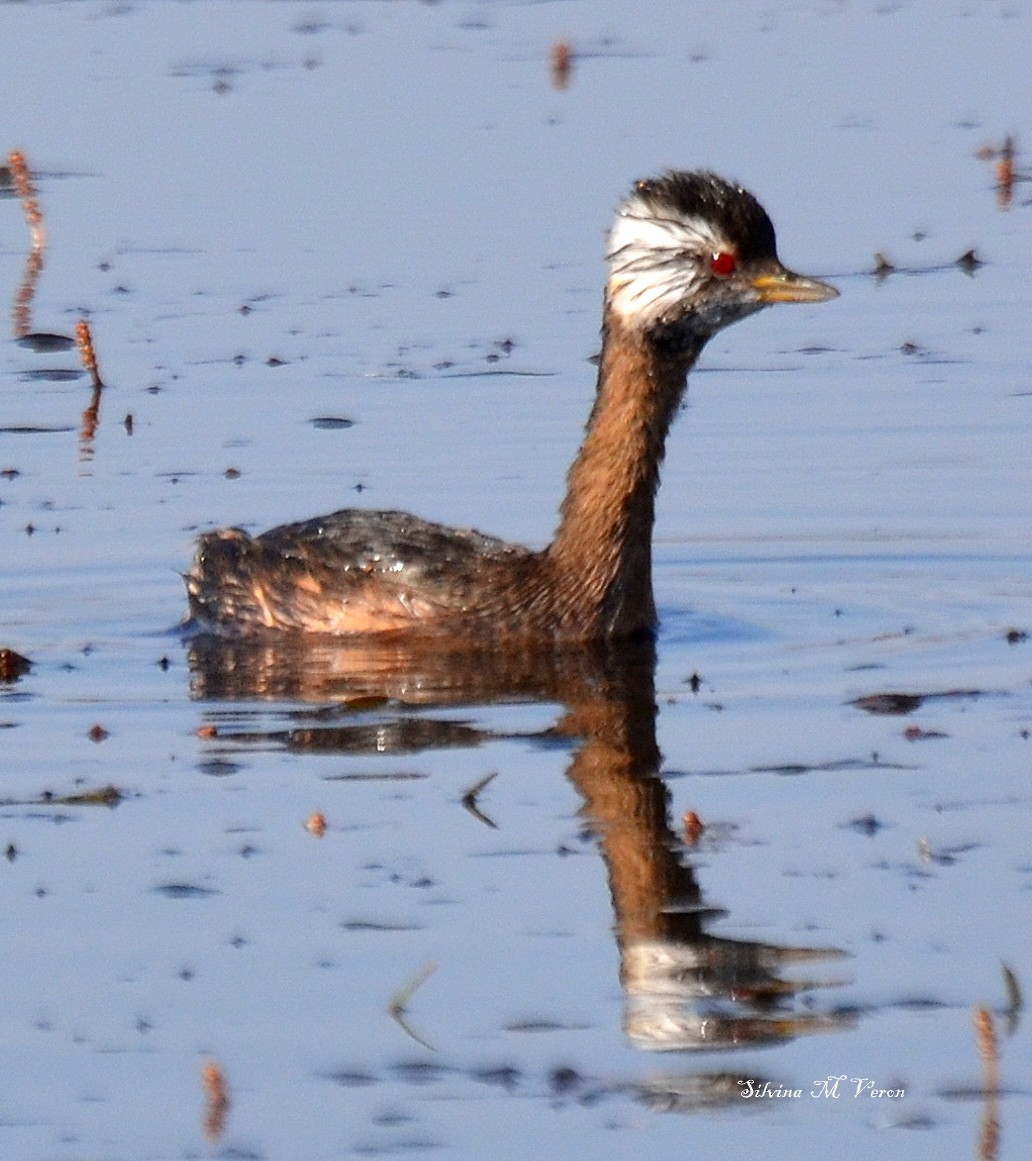 White-tufted Grebe - ML256221791