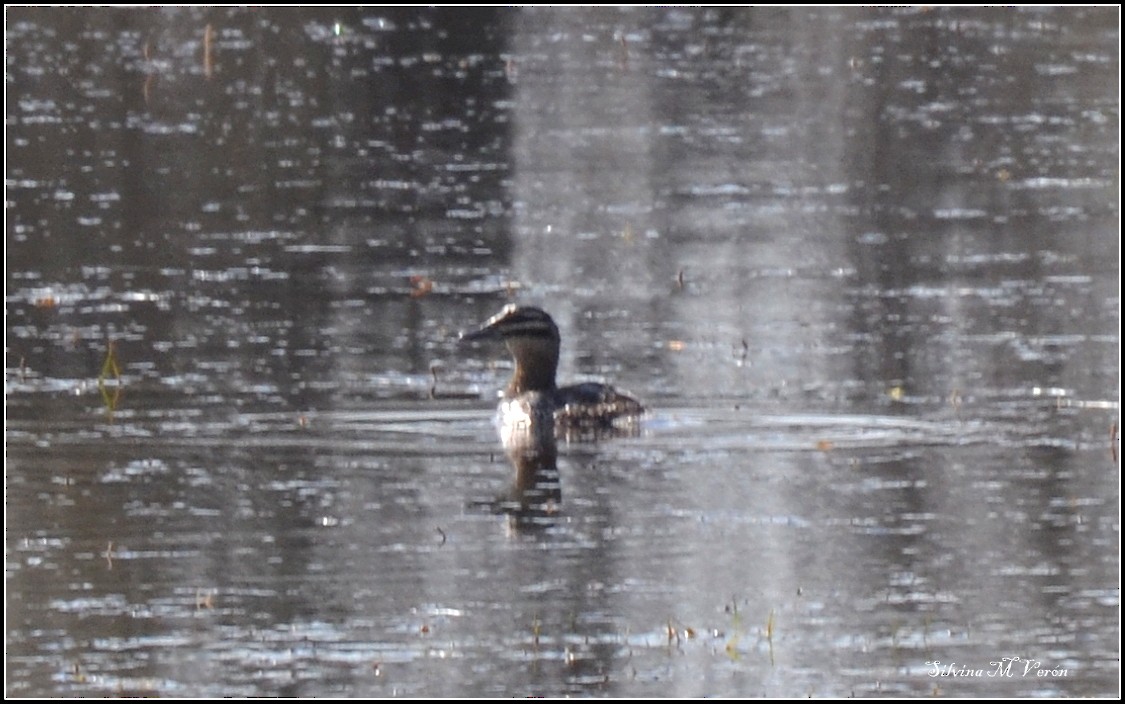 Masked Duck - ML256222411