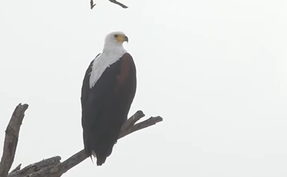 African Fish-Eagle - ML256222571