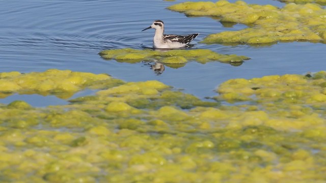 Phalarope à bec étroit - ML256222771