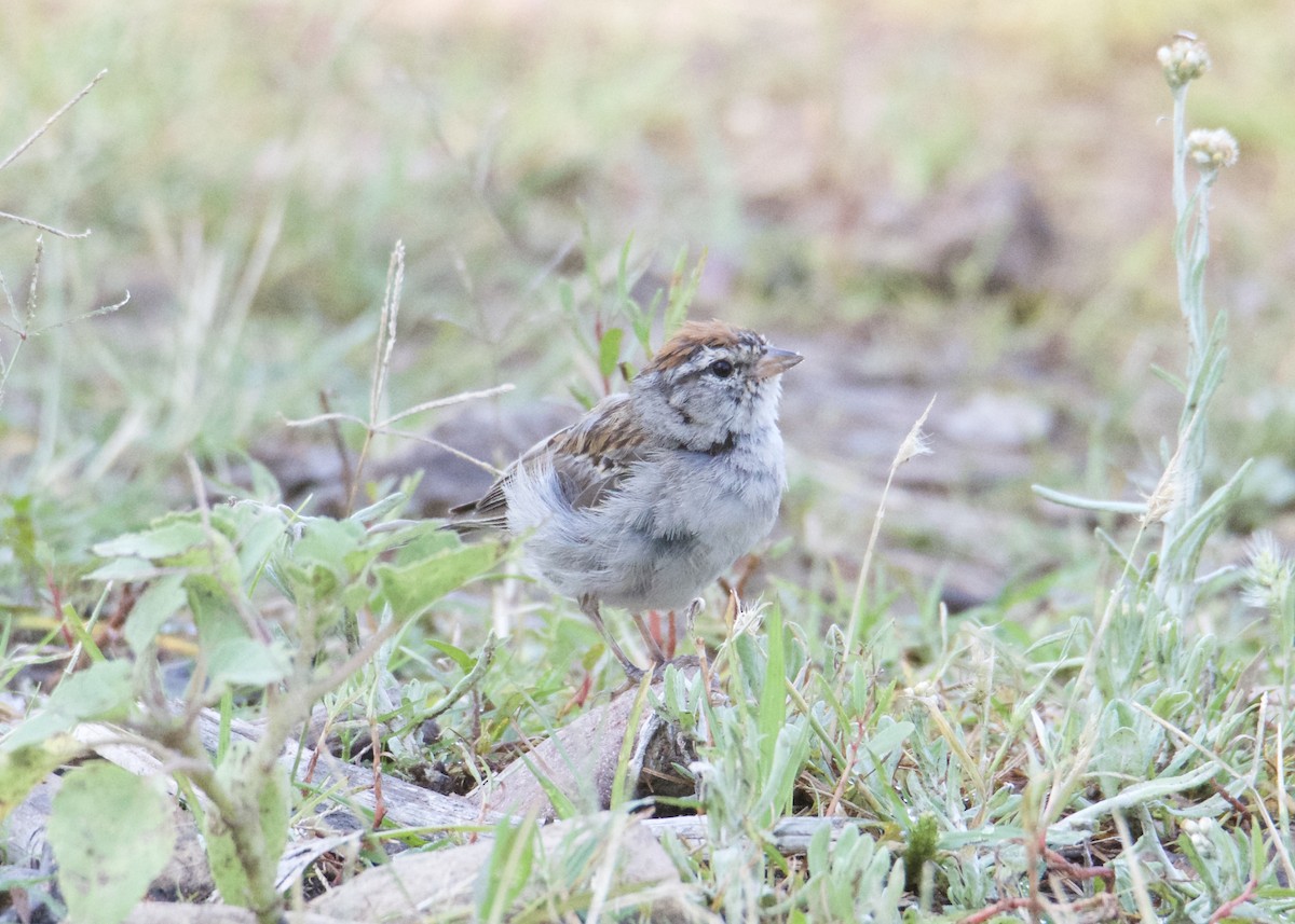 Chipping Sparrow - Kanayo Rolle