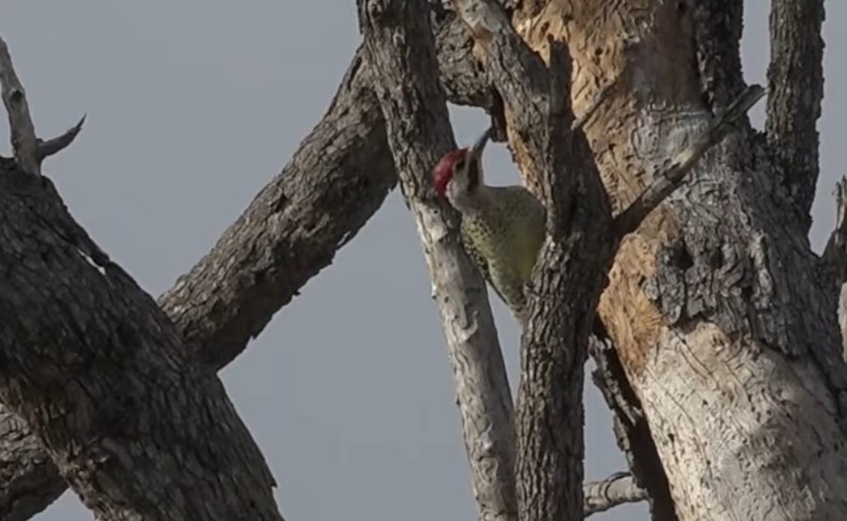 Bennett's Woodpecker - ML256223531