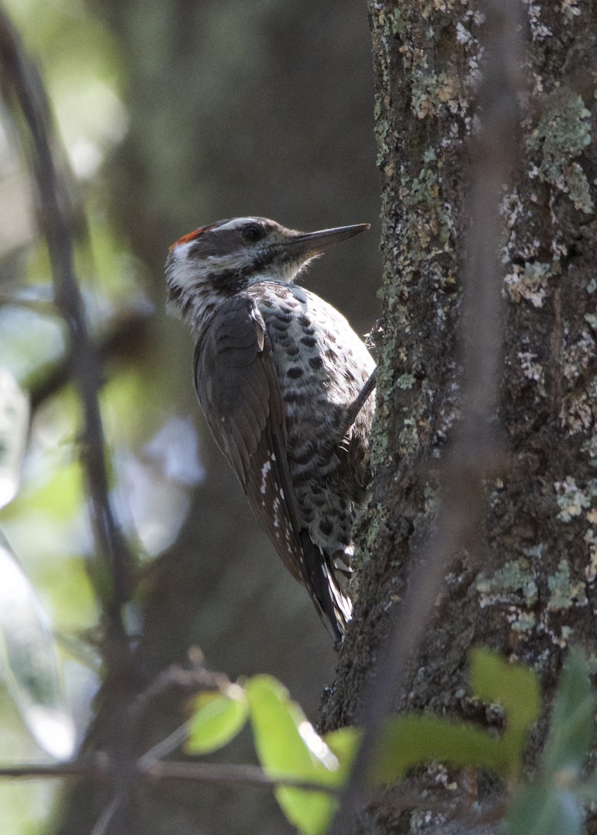 Arizona Woodpecker - Kanayo Rolle