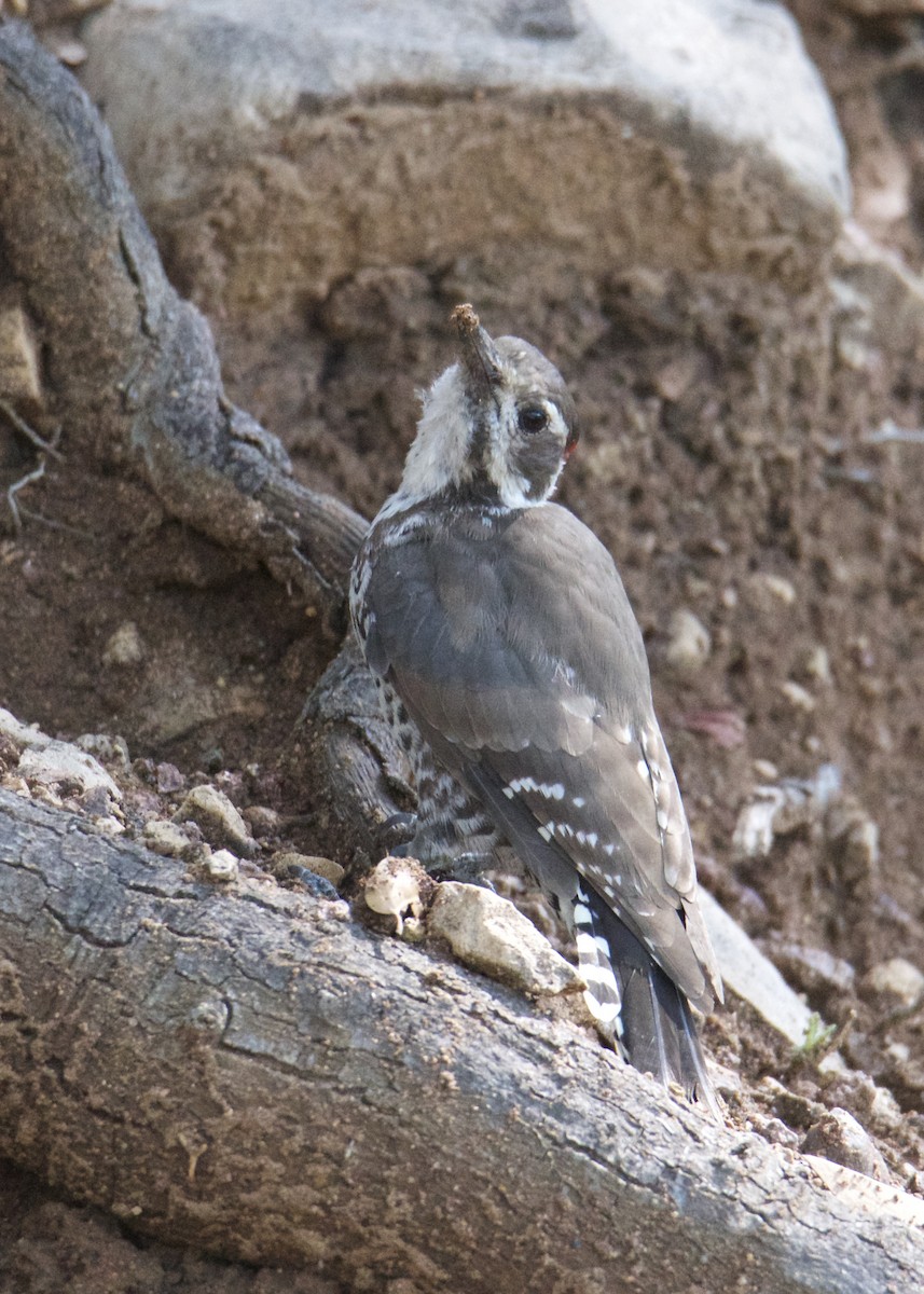 Arizona Woodpecker - ML256223851