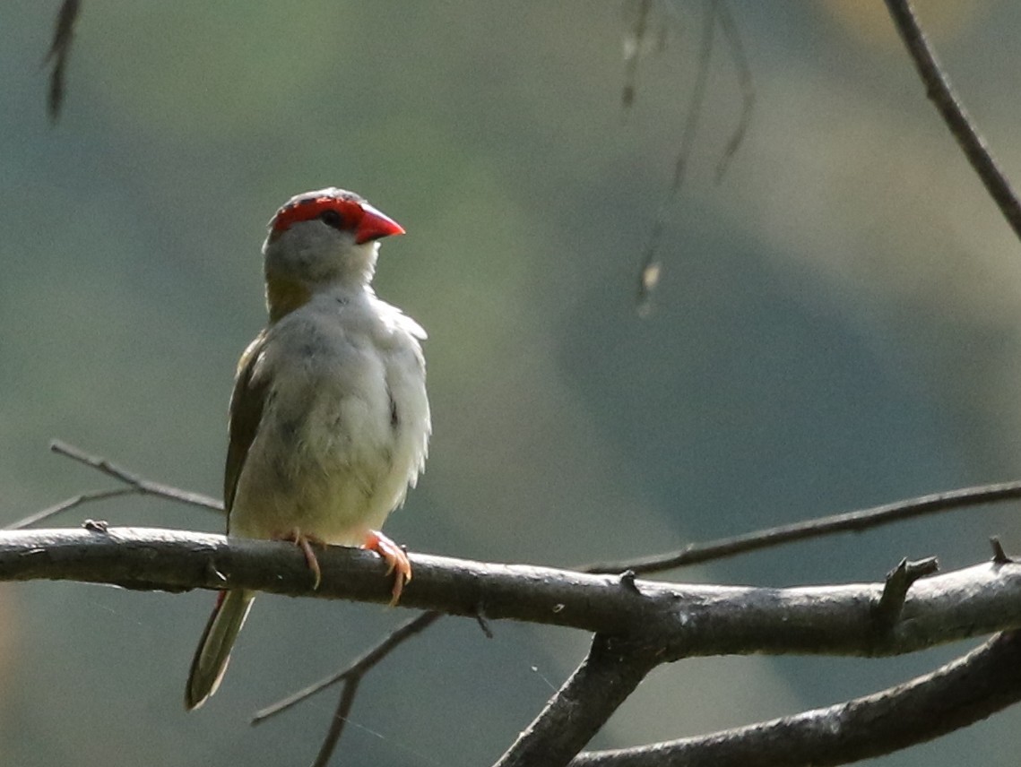 Red-browed Firetail - ML25622401