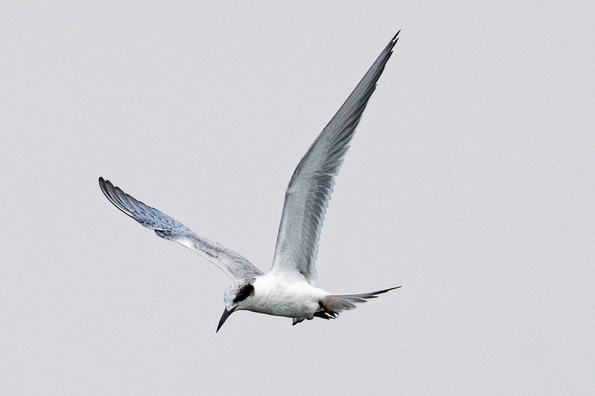 Forster's Tern - ML256226501