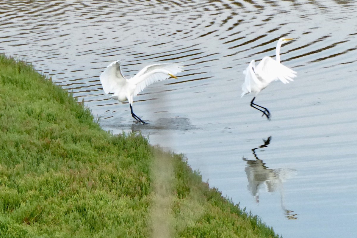 Snowy Egret - ML256226541