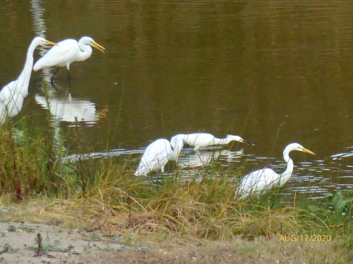 Snowy Egret - ML256226551