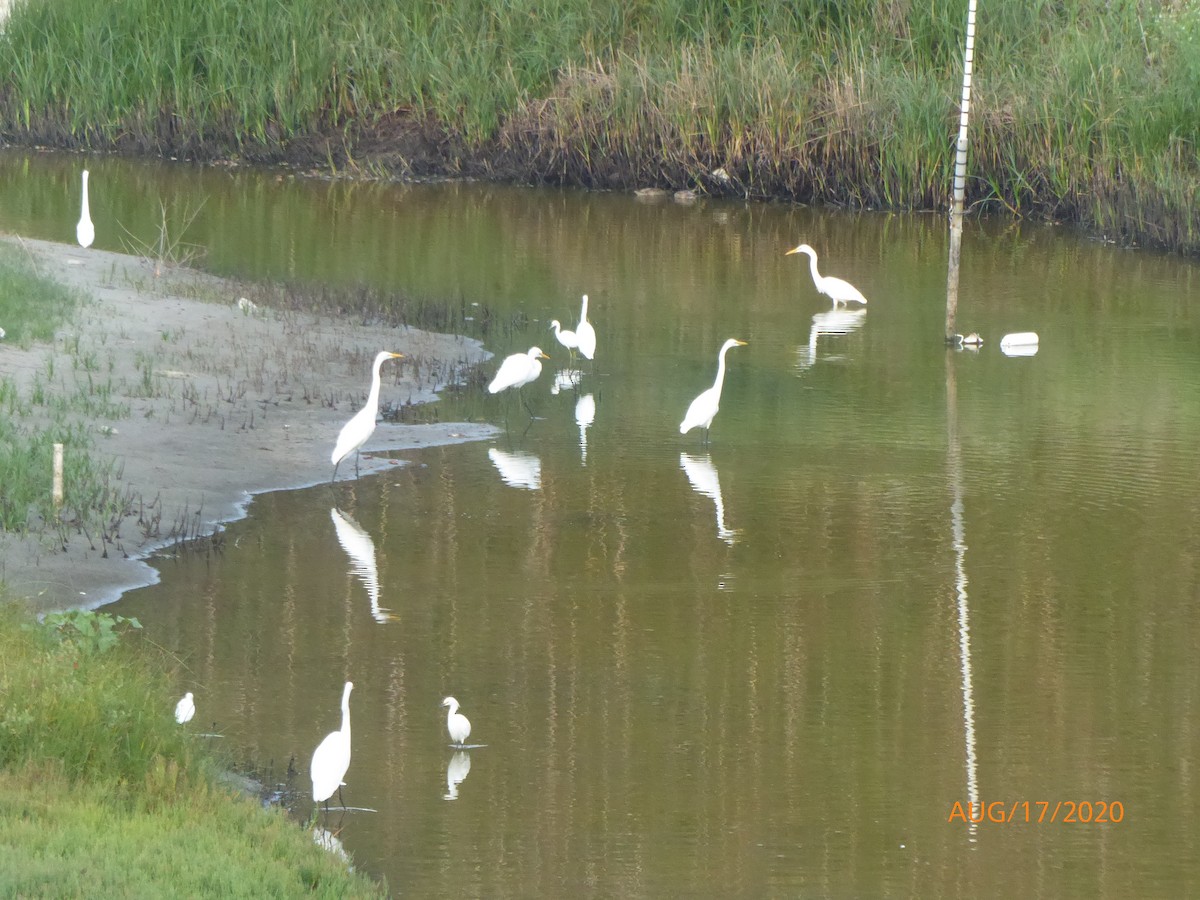 Snowy Egret - Barbara Riverwoman