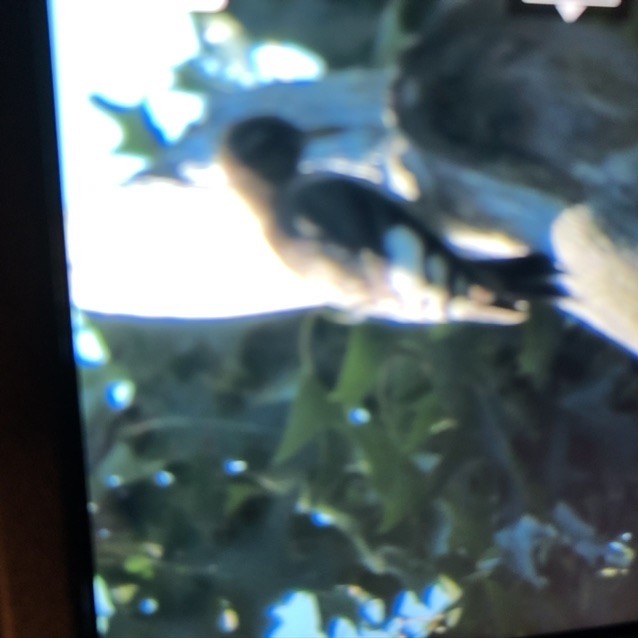 datel červenohlavý - ML256227591