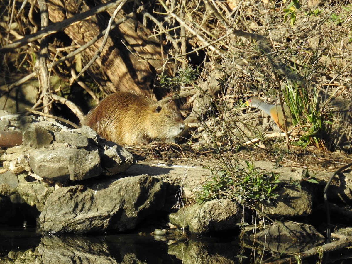 Gray-cowled Wood-Rail - ML256230421