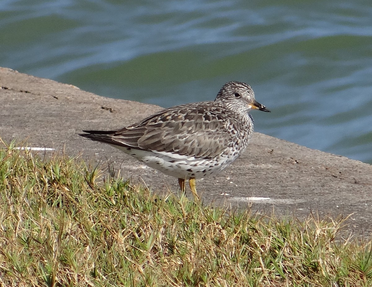 Surfbird - ML25623051