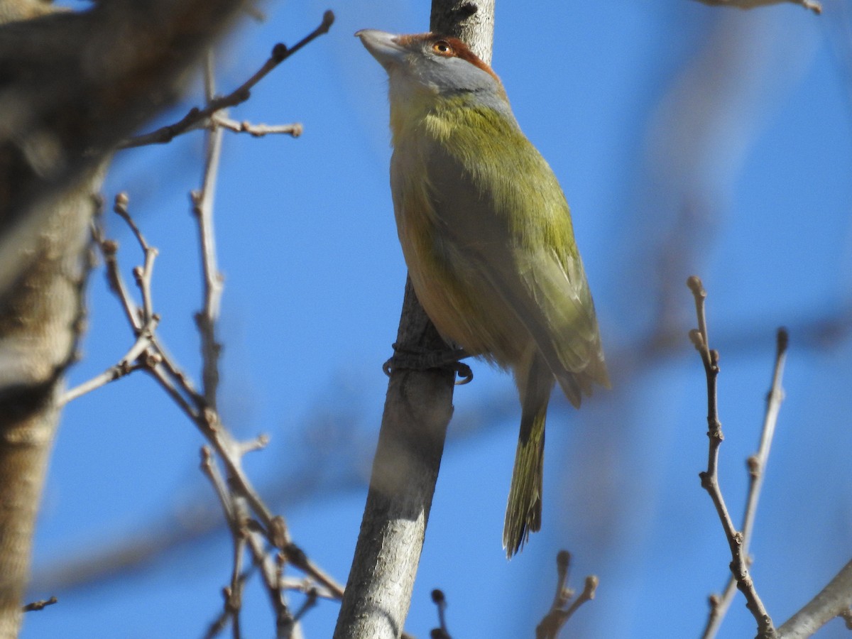 Rufous-browed Peppershrike - ML256230851