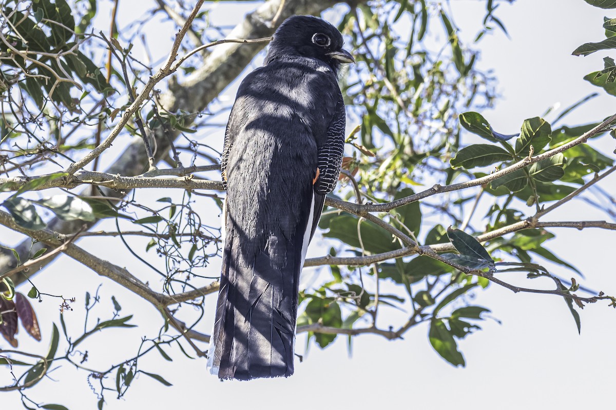 Surucua Trogon - Amed Hernández