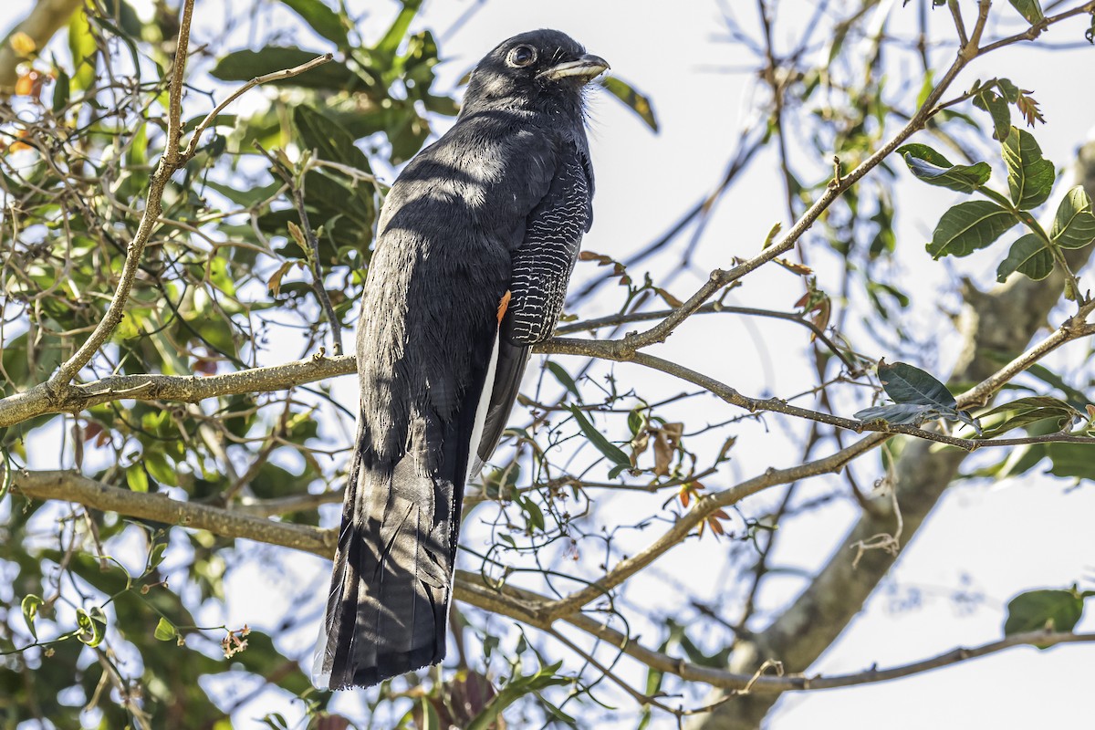 Surucua Trogon - ML256232131