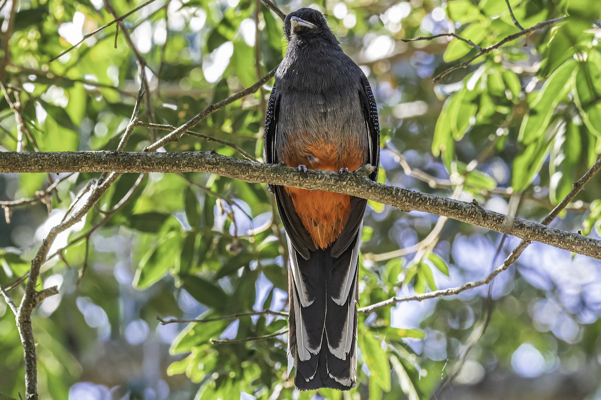 trogon surucua - ML256232151