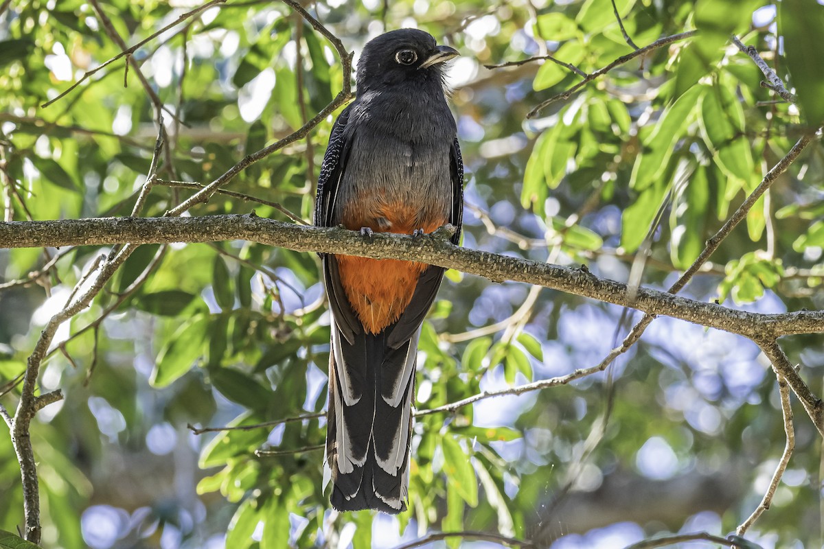 Surucua Trogon - Amed Hernández