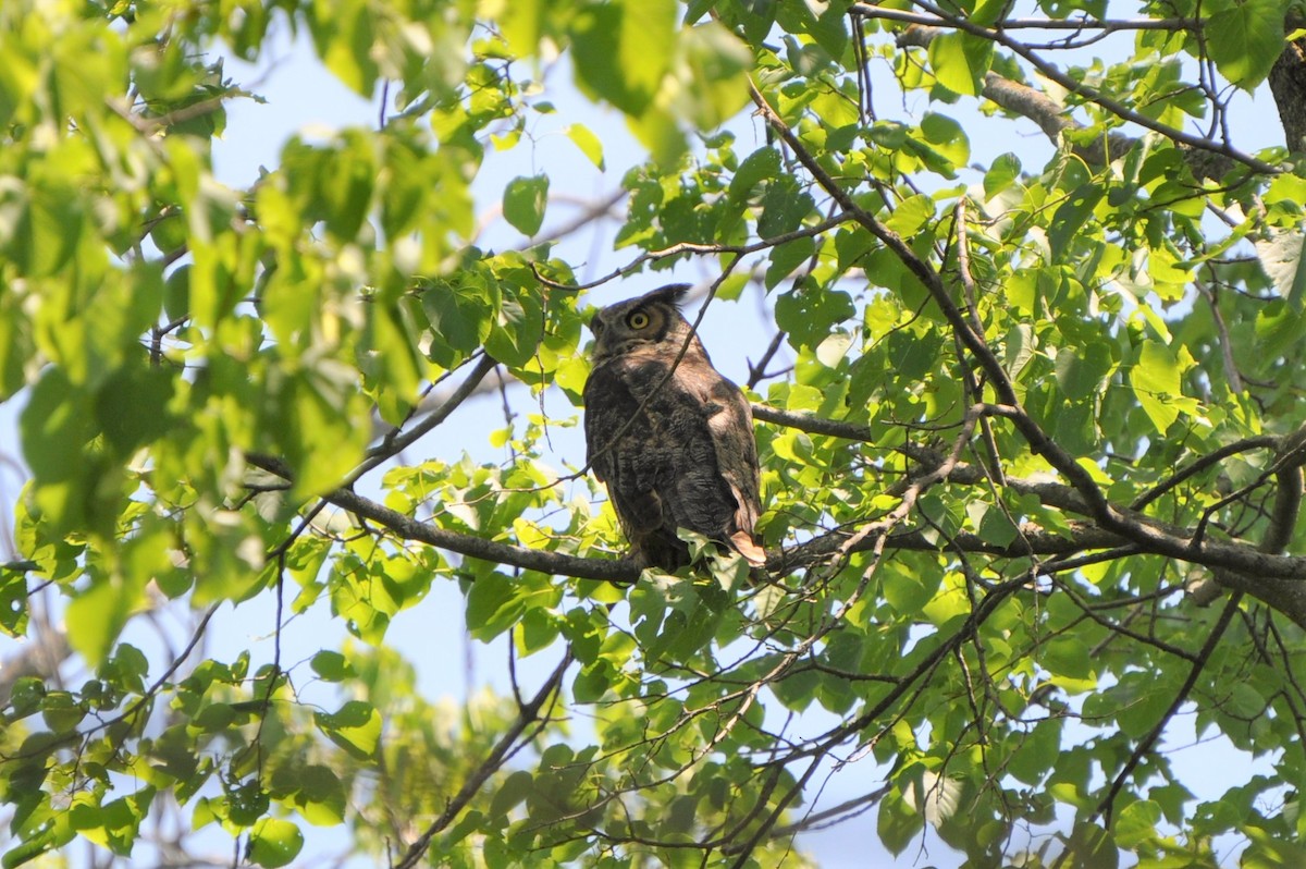 Great Horned Owl - ML256233351